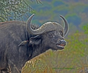 BUFFALO