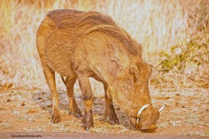 WART HOG