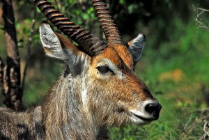WATER BUCK