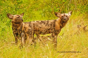 WILD DOG