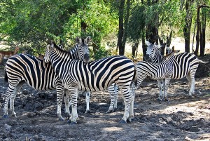 ZEBRA FAMILY
